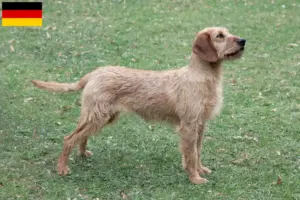 Lire la suite à propos de l’article Steirische Rauhhaarbracke Éleveurs et chiots en Allemagne