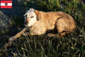 Lire la suite à propos de l’article Éleveurs et chiots de chèvres de race Steirischer Rauhhaarbracke en Autriche