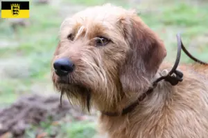 Lire la suite à propos de l’article Éleveurs et chiots de chèvres de race Steirischer Rauhhaarbracke en Baden-Württemberg