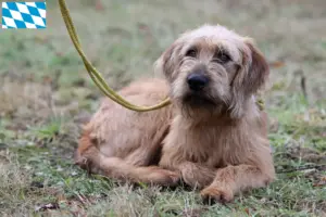 Lire la suite à propos de l’article Éleveurs de chèvres de race Steirischer Rauhhaarbracke et chiots en Bavière