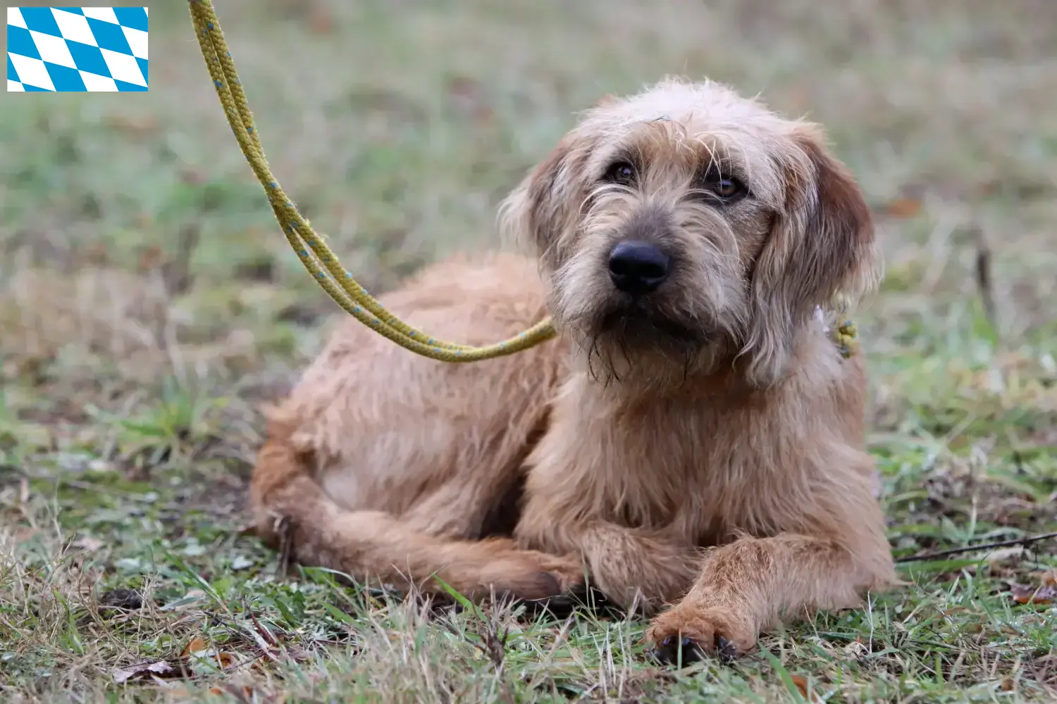 Braque à poil dur styrien chiots et éleveurs Bavière Ici, tu trouveras des éleveurs de chiens de race Steirische Rauhhaarbracken en Bavière.