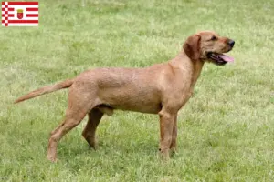 Lire la suite à propos de l’article Éleveurs et chiots de chèvres de race Steirischer Rauhhaarbracke à Brême