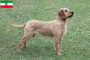 Lire la suite à propos de l’article Éleveurs et chiots de chèvres de race Steirischer Rauhhaarbracke en Rhénanie-du-Nord-Westphalie