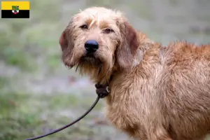 Lire la suite à propos de l’article Éleveurs de chèvres de race Steirischer Rauhhaarbracke et chiots en Saxe-Anhalt