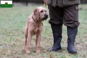 Lire la suite à propos de l’article Éleveurs de chèvres de race Steirischer Rauhhaarbracke et chiots en Saxe