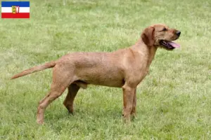 Lire la suite à propos de l’article Éleveurs et chiots de chèvres de race Steirischer Rauhhaarbracke dans le Schleswig-Holstein