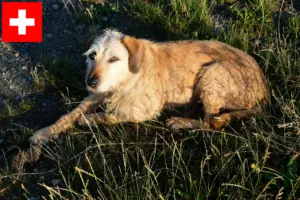 Lire la suite à propos de l’article Éleveurs et chiots de chèvres de race Steirischer Rauhhaarbracke en Suisse