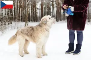 Lire la suite à propos de l’article Éleveurs d’Ovtcharka de Russie du Sud et chiots en République tchèque