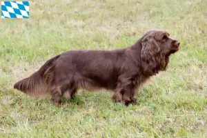 Lire la suite à propos de l’article Éleveurs d’Épagneuls du Sussex et chiots en Bavière