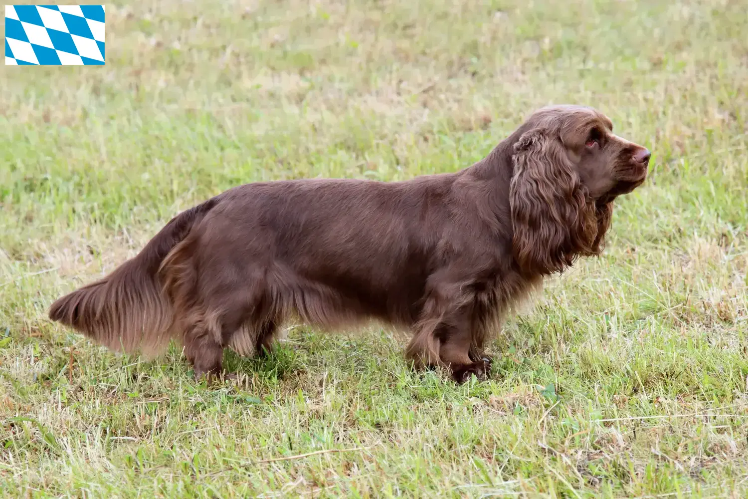 Épagneul du Sussex chiots et éleveurs Bavière Ici, tu trouveras des éleveurs de Sussex-Spaniels en Bavière.