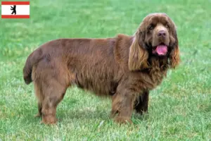 Lire la suite à propos de l’article Éleveurs d’Épagneuls du Sussex et chiots à Berlin
