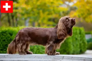 Lire la suite à propos de l’article Éleveurs d’épagneuls du Sussex et chiots en Suisse