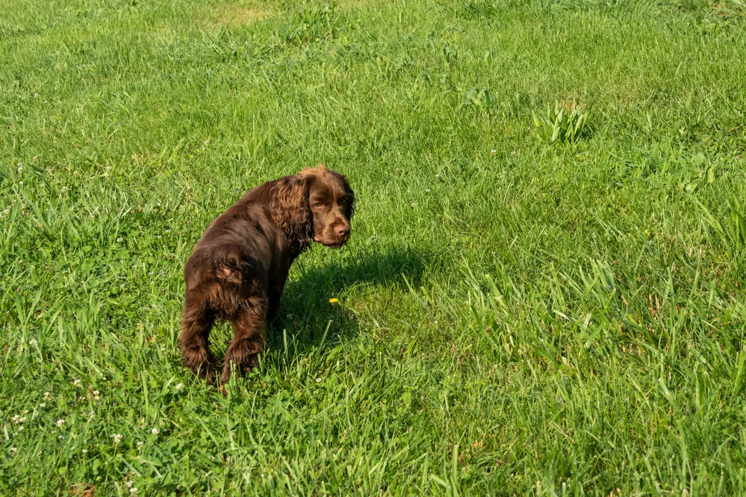 Acheter un chiot épagneul du Sussex, c'est prendre ses responsabilités ! Acheter des chiots épagneuls du Sussex.