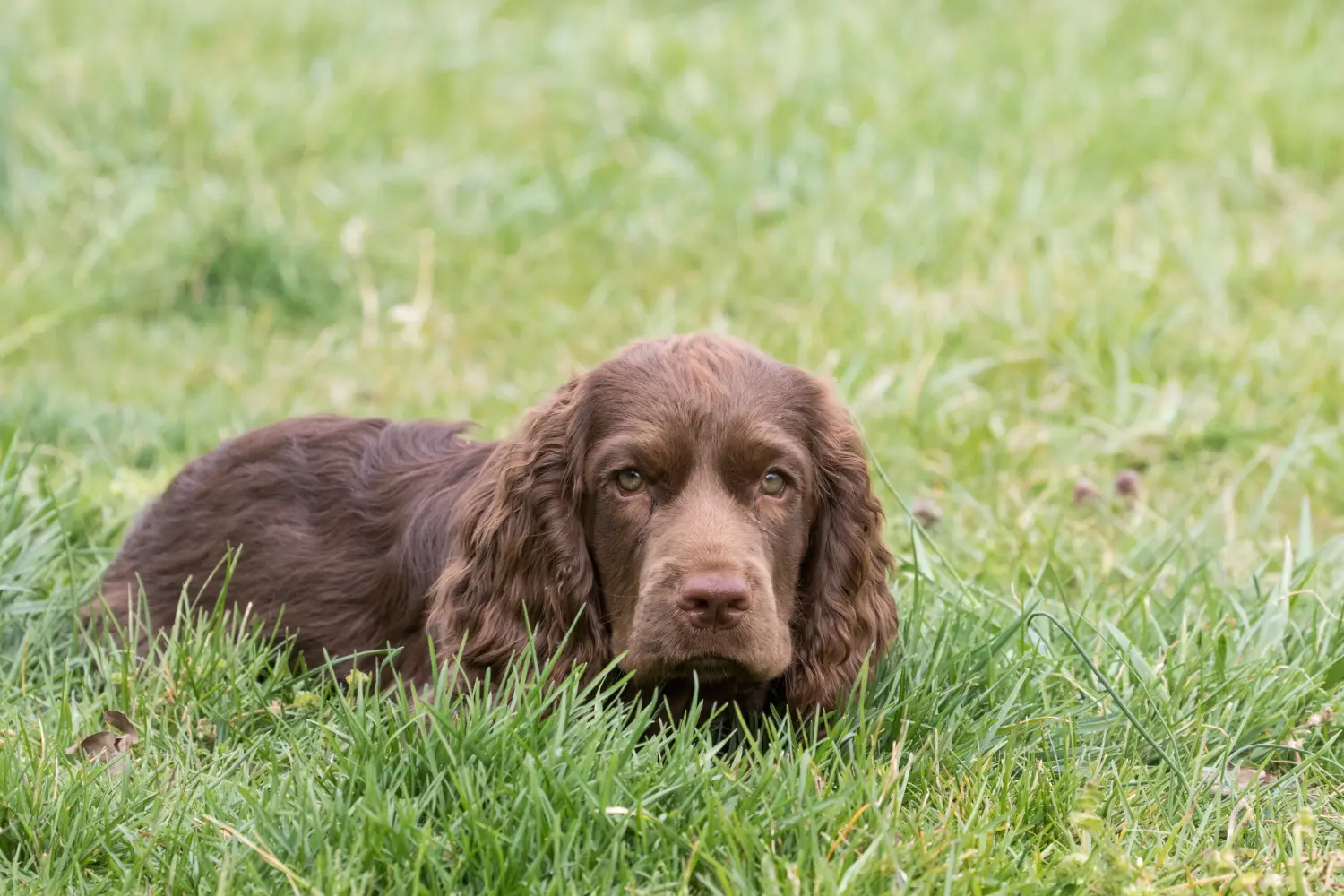 Acheter un chiot épagneul du Sussex, c'est prendre ses responsabilités ! Acheter des chiots épagneuls du Sussex.