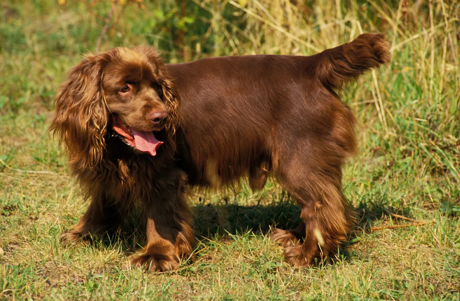 Acheter un chiot épagneul du Sussex, c'est prendre ses responsabilités ! Acheter des chiots épagneuls du Sussex.