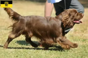 Lire la suite à propos de l’article Éleveurs d’Épagneuls du Sussex et chiots en Baden-Württemberg