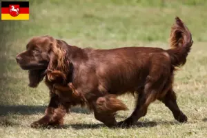 Lire la suite à propos de l’article Éleveurs d’Épagneuls du Sussex et chiots en Basse-Saxe