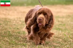 Lire la suite à propos de l’article Éleveurs d’Épagneuls du Sussex et chiots en Rhénanie-du-Nord-Westphalie