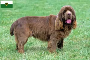 Lire la suite à propos de l’article Éleveurs d’Épagneuls du Sussex et chiots en Saxe