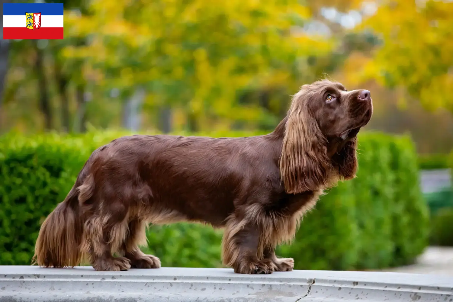 Épagneul du Sussex chiots et éleveurs Schleswig-Holstein Ici, tu trouveras des éleveurs de Sussex-Spaniels dans le Schleswig-Holstein.