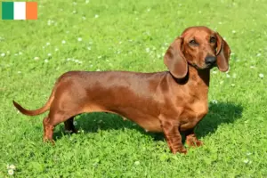 Lire la suite à propos de l’article Éleveurs de teckels et chiots en Irlande