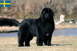 Lire la suite à propos de l’article Éleveurs de Terre-Neuve et chiots en Suède