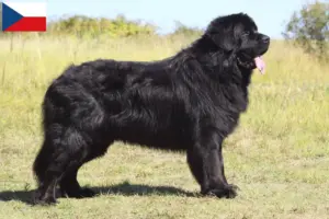Lire la suite à propos de l’article Éleveurs de Terre-Neuve et chiots en République tchèque