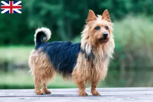 Lire la suite à propos de l’article Éleveurs de terriers australiens et chiots en Grande-Bretagne