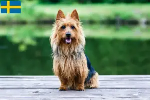 Lire la suite à propos de l’article Éleveurs de terriers australiens et chiots en Suède
