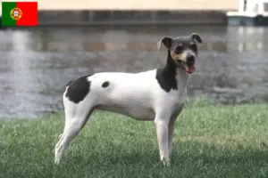 Lire la suite à propos de l’article Éleveurs de terriers brésiliens et chiots au Portugal