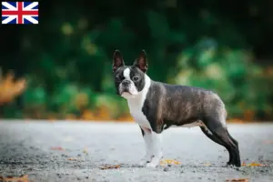 Lire la suite à propos de l’article Éleveurs de Boston Terrier et chiots en Grande-Bretagne