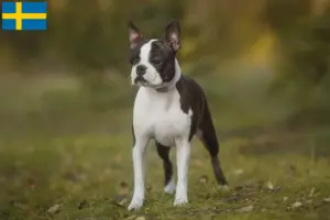 Lire la suite à propos de l’article Éleveurs de Boston Terrier et chiots en Suède
