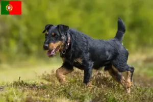 Lire la suite à propos de l’article Eleveurs de terriers de chasse allemands et chiots au Portugal