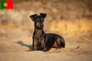 Lire la suite à propos de l’article Éleveurs de Terriers de Manchester et chiots au Portugal
