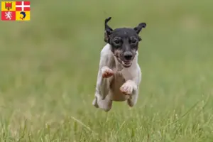 Lire la suite à propos de l’article Eleveurs de terriers japonais et chiots en Auvergne-Rhône-Alpes