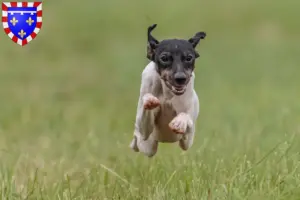 Lire la suite à propos de l’article Éleveurs de terriers japonais et chiots en Centre-Val de Loire