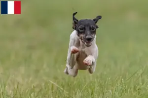 Lire la suite à propos de l’article Eleveurs de terriers japonais et chiots en France