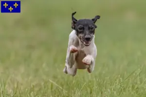 Lire la suite à propos de l’article Éleveurs de terriers japonais et chiots en Île-de-France