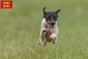 Lire la suite à propos de l’article Éleveurs de terriers japonais et chiots en Normandie
