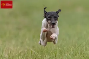 Lire la suite à propos de l’article Éleveurs de terriers japonais et chiots en Occitanie