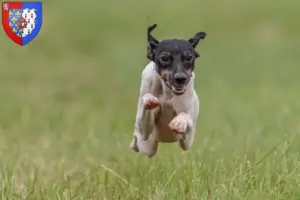 Lire la suite à propos de l’article Éleveurs de terriers japonais et chiots en Pays de la Loire