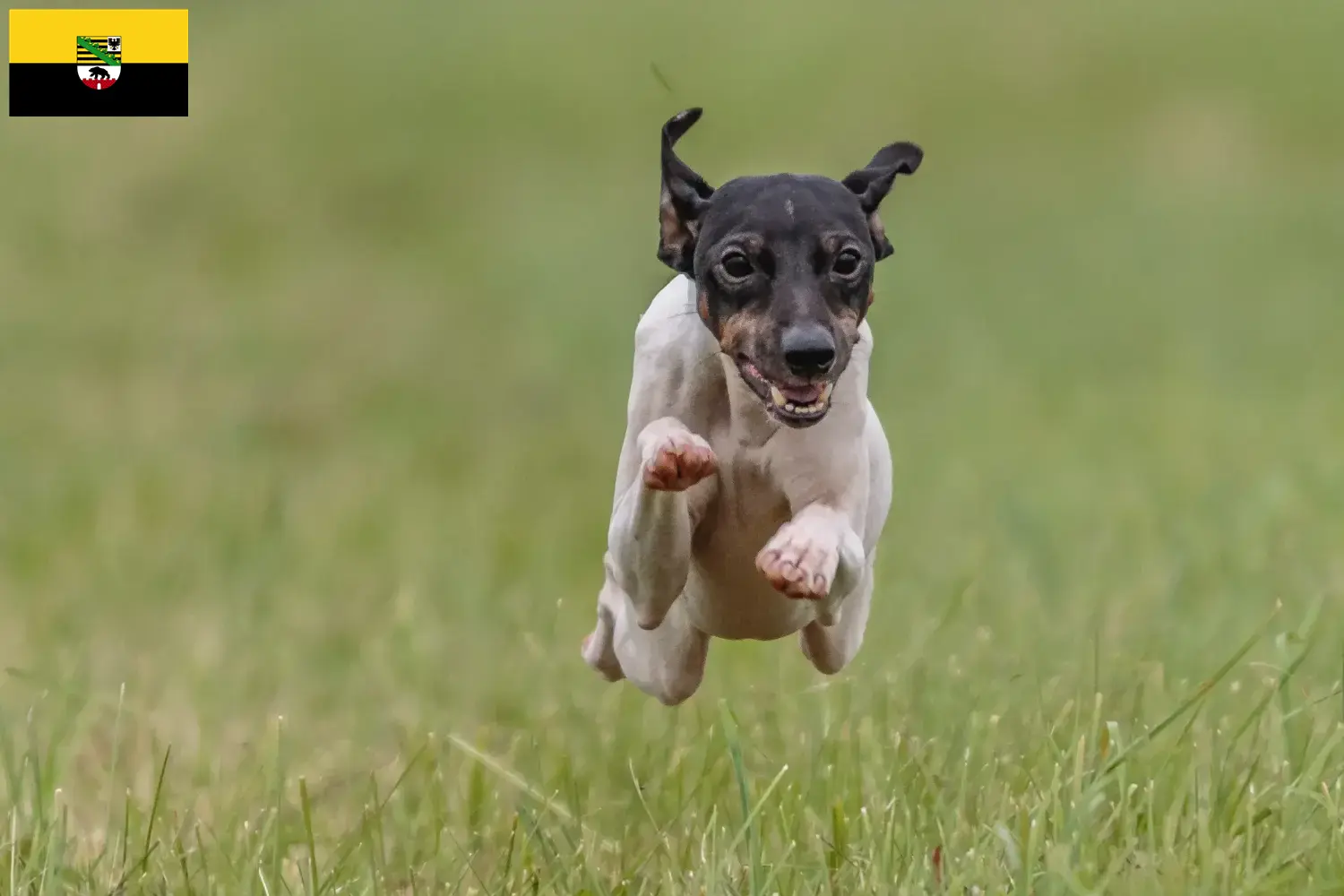 Terrier japonais chiots et éleveurs Saxe-Anhalt Ici, tu trouveras des éleveurs de terriers japonais en Saxe-Anhalt.
