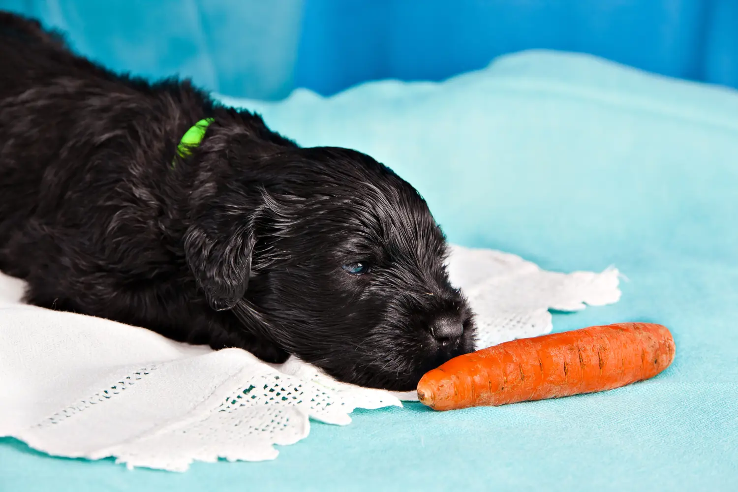 Acheter un chiot Terrier noir russe, c'est prendre ses responsabilités ! Acheter un chiot Terrier noir russe.