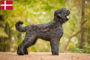 Lire la suite à propos de l’article Terrier noir russe éleveur et chiots au Danemark