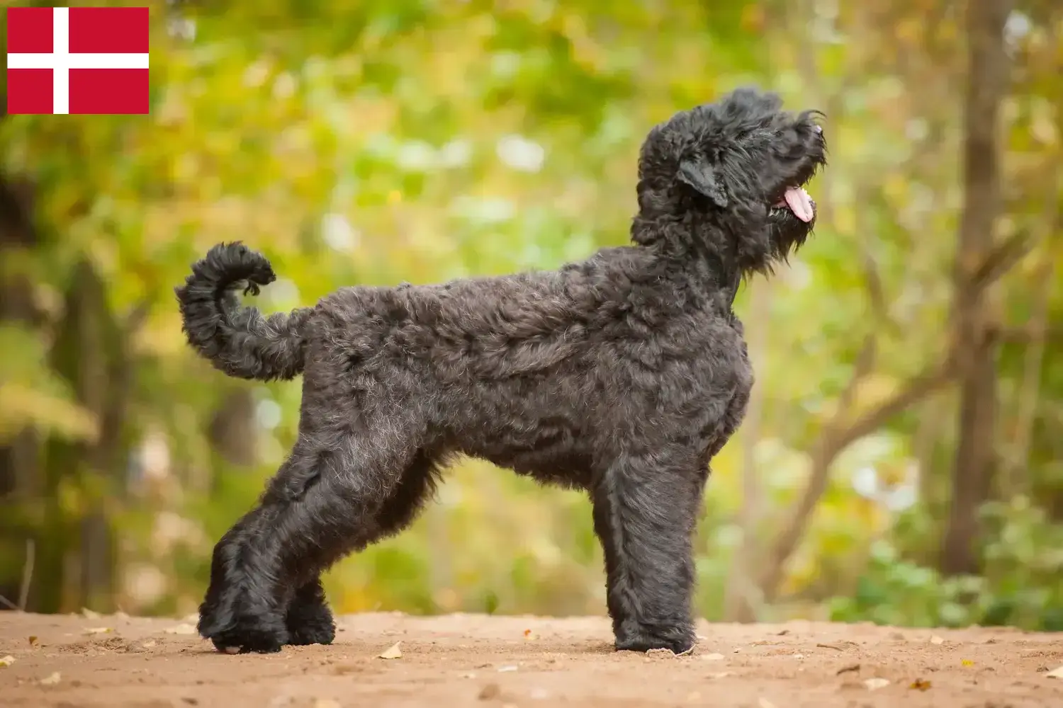 Terrier noir russe chiots et éleveurs Danemark Ici, vous trouverez des éleveurs de Terriers noirs russes au Danemark.