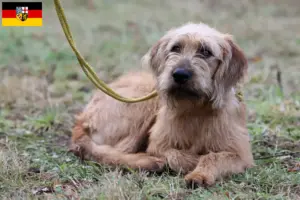 Lire la suite à propos de l’article Éleveurs de chèvres de race Steirischer Rauhhaarbracke et chiots en Sarre