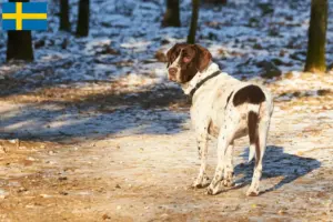 Lire la suite à propos de l’article Éleveurs de chiens d’arrêt du Vieux Danemark et chiots en Suède