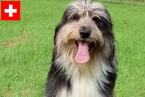 Lire la suite à propos de l’article Eleveurs de Wäller et chiots en Suisse