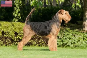 Lire la suite à propos de l’article Éleveurs d’Airedale Terrier et chiots aux États-Unis