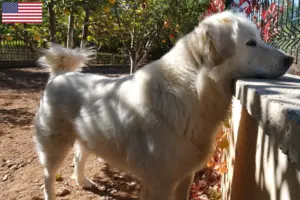 Lire la suite à propos de l’article Éleveurs et chiots Akbash aux États-Unis